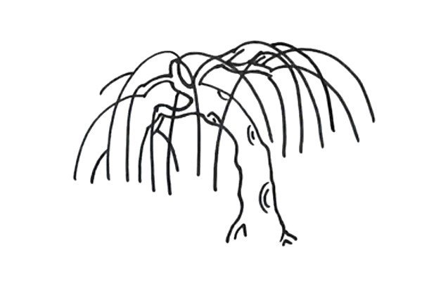 4.用弧线画出柳枝，要画出垂下来的效果。