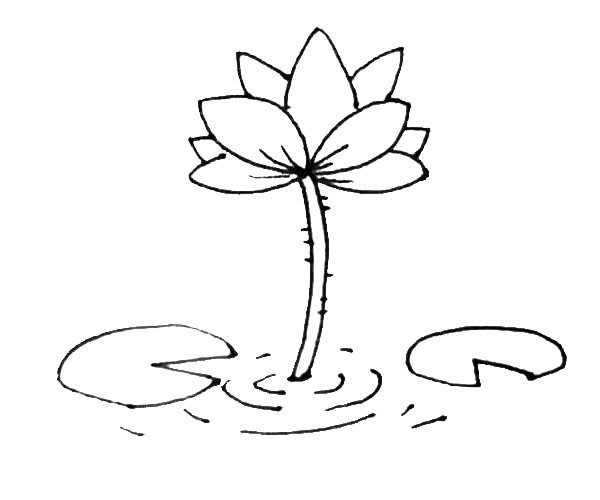 第六步：枝条旁边用弧线画出一些水波，以及在枝条和花瓣上加上一些纹理细节。