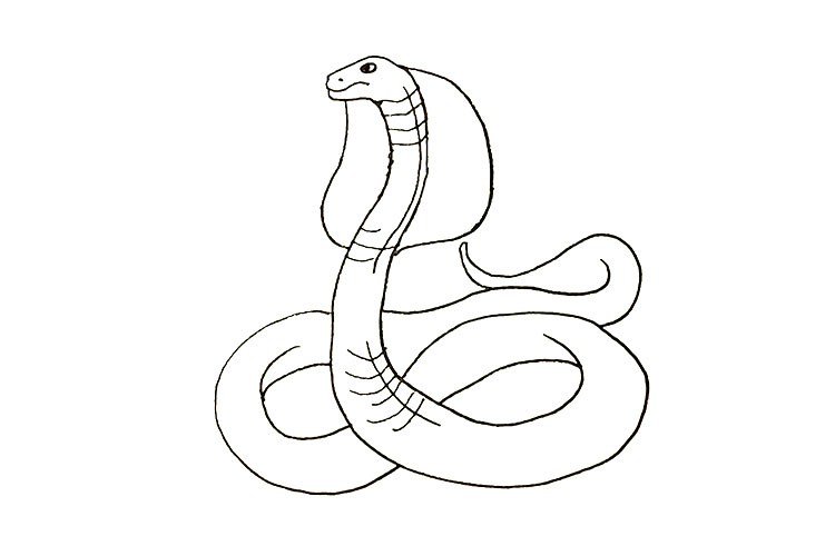 第五步：眼睛蛇的头部是扁扁的.我们用弧线把它加宽。