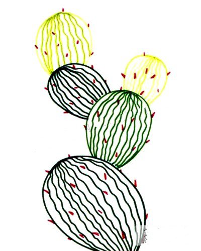 2.多用线条画出仙人掌的  质感，并画出植物上的刺。