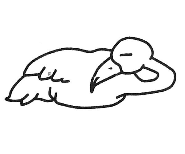 在睡觉的火烈鸟简笔画