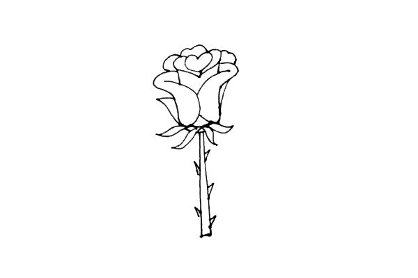 第六步：接着画上玫瑰花的枝条，再加上小尖刺，盛开的玫瑰就画好了。