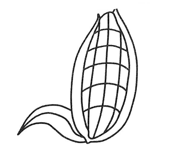 简单的玉米简笔画图片1