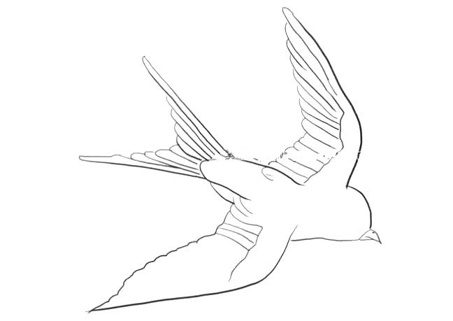 4、然后画出燕子的另一只翅膀。