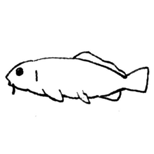 3.画出鱼鳍。