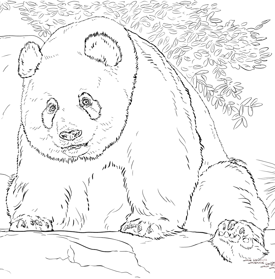 胖胖的大熊猫