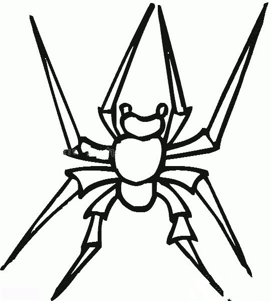 结网的蜘蛛简笔画