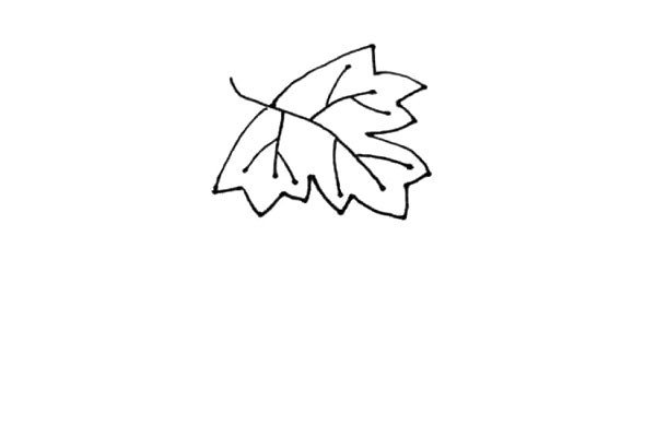 第三步：绕着叶脉画外形，在每条线上画一个小折线，重复这样的画法我们就画出了葡萄的叶子。