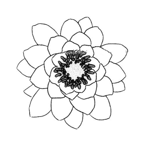3.睡莲的花瓣层次较多，可进行多层叠加。