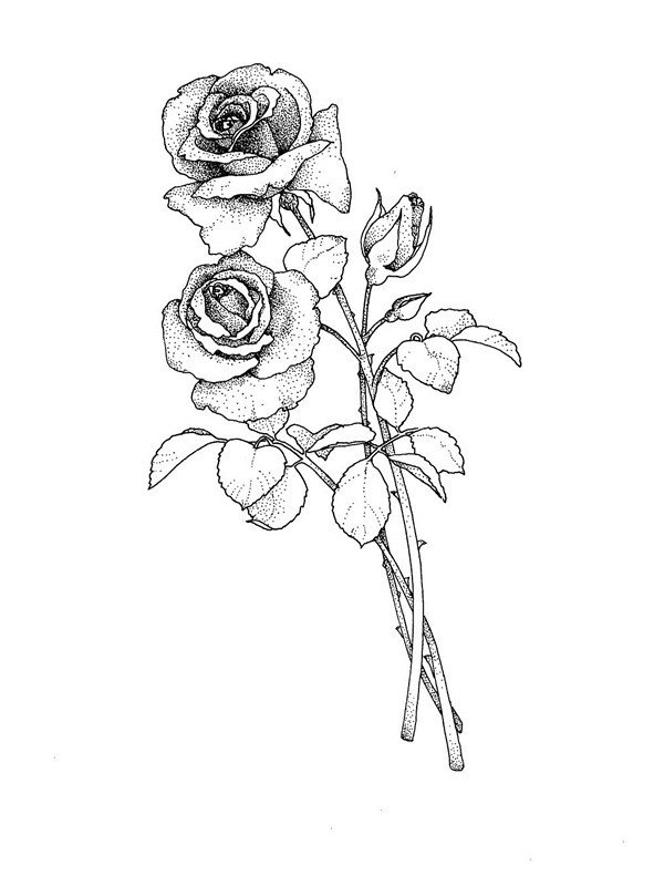 美丽玫瑰花简笔画学习
