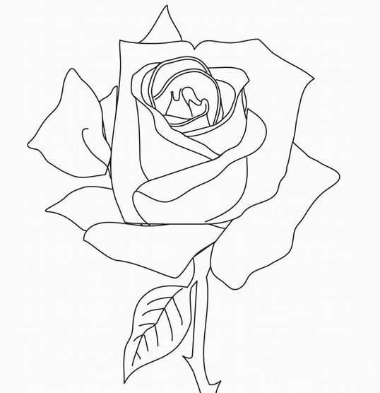 手绘玫瑰花简笔画图片 简笔画玫瑰花的画法