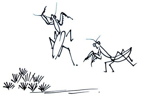 螳螂的简笔画画法