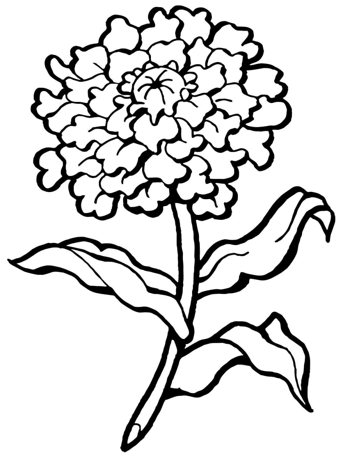 康乃馨花朵怎么画