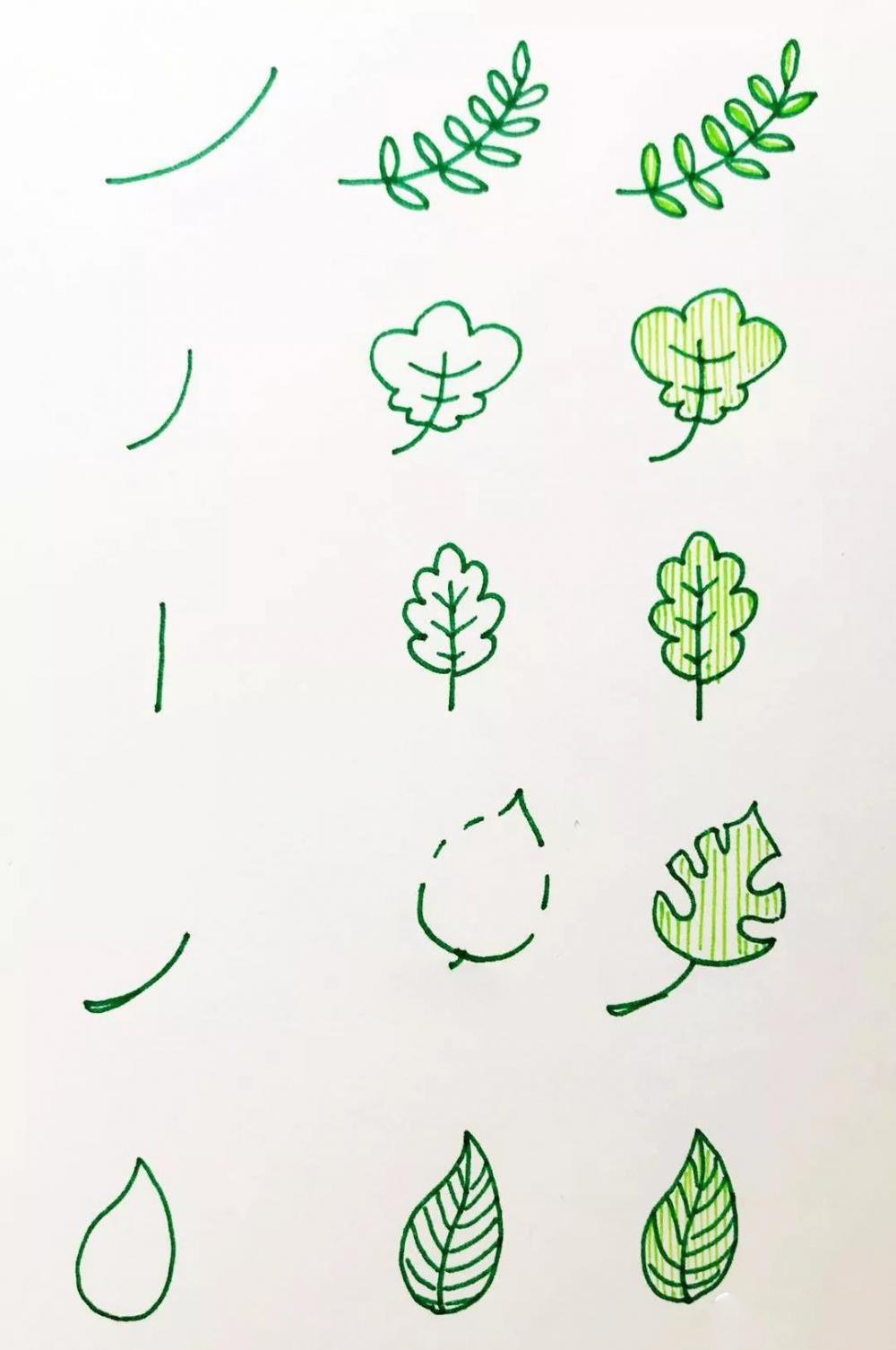 树叶的画法1