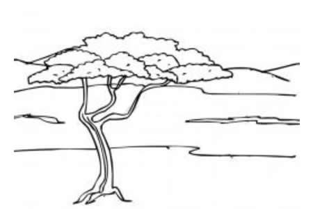 金合欢树简笔画图片