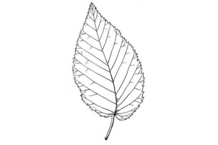 山毛榉树的树叶