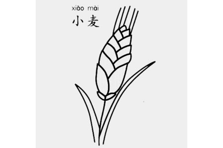 小麦怎么画