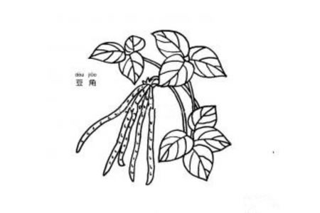 豆角简笔画图片
