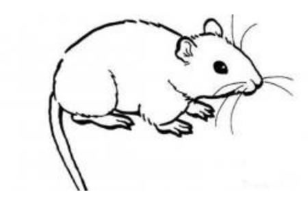 关于老鼠的简笔画