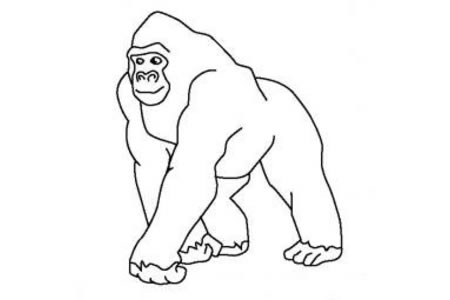 动物简笔画图片 大猩猩简笔画