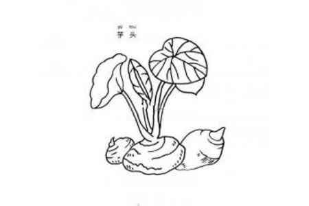 芋头简笔画