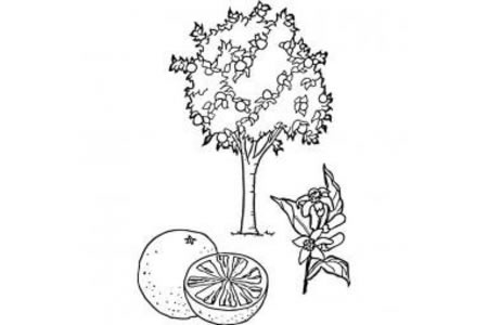 橘子树的画法