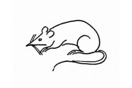 小老鼠简笔画图片
