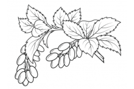 哪些属于浆果类水果