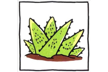 四步画出可爱简笔画 防辐射小能手芦荟