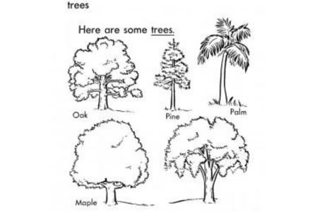 五种大树简笔画图片