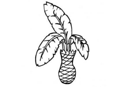 大树简笔画 铁树简笔画图片