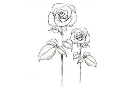 简单易学的玫瑰花简笔画的画法