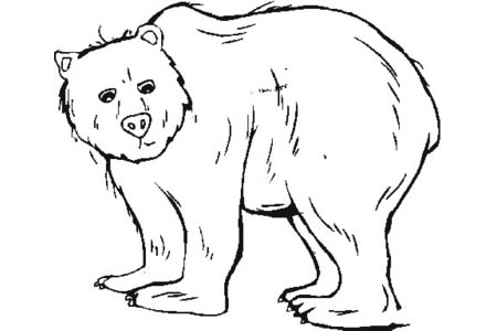 可爱的灰熊怎么画