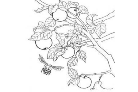 柿子树简笔画