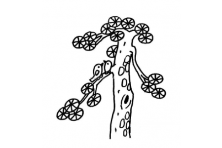 万年青简笔画图片