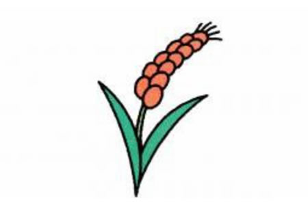 麦穗简笔画画法