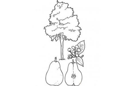 梨树的画法