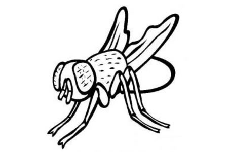 昆虫图片 普通家蝇简笔画图片