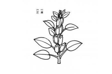 芝麻简笔画图片