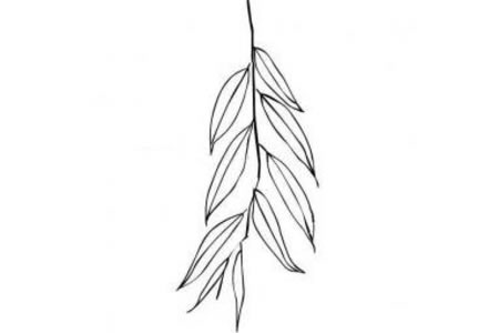  柳树叶简笔画图片