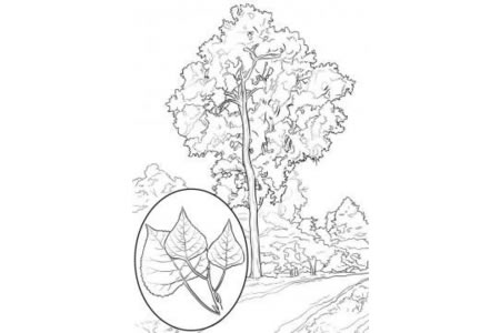 三角叶杨简笔画图片