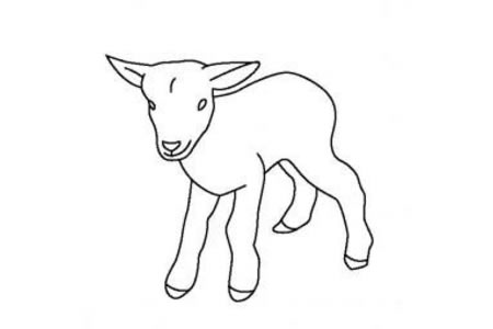 关于羊的简笔画大全 羔羊简笔画图片
