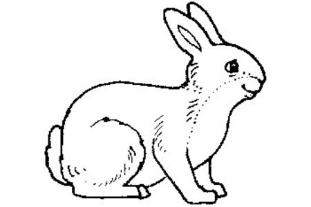 可爱的兔子简笔画图片