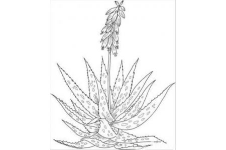 植物简笔画大全 芦荟简笔画图片