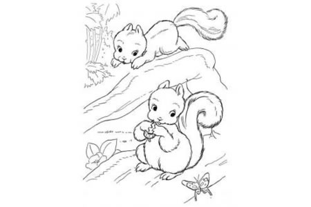 两只可爱的松鼠在树上玩