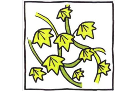 四步画出可爱简笔画 爬山虎爬呀爬
