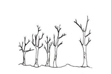 树枝树干简笔画