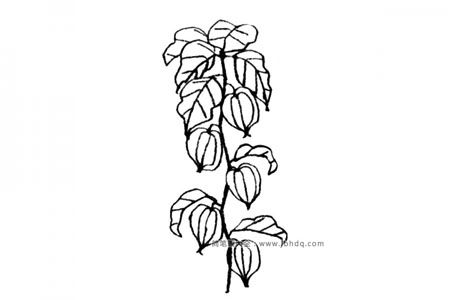 酸浆果简笔画教程