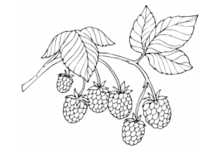 红树莓的画法