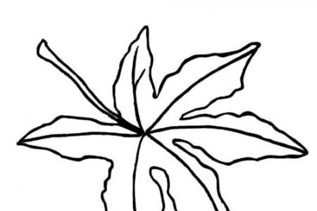 一片枫树叶子简笔画图片